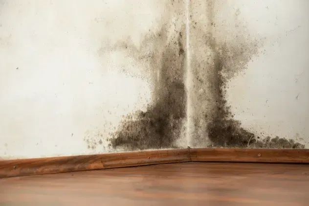 Could Mold Be Making You Sick? Here’s How Carolina Pro Restoration Can Help